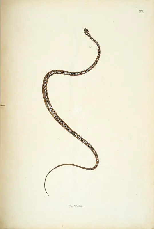 Skelton, William (Engraver). Tar Tutta, circa 1796 | Engraving