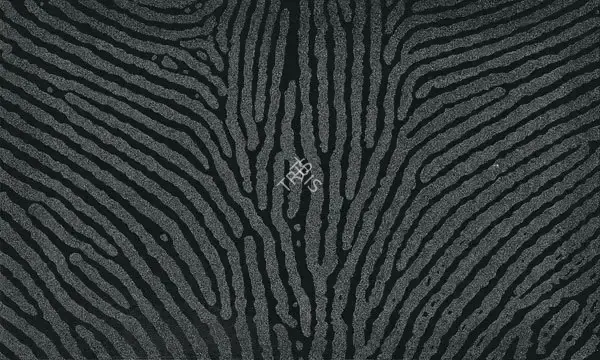 Balasubramaniam, A. (Artist). Traces. Stencil, acrylic and silicon on canvas, 2004 | Painting | FineArts | 00641650
