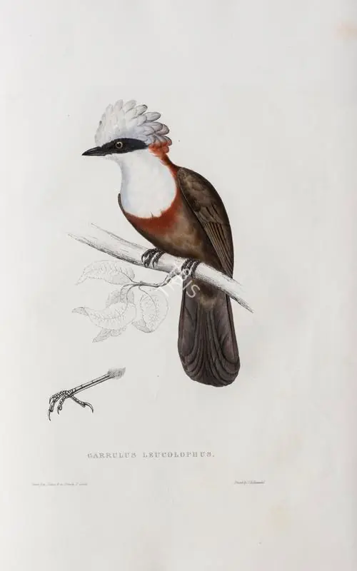 Gould, Elizabeth (Lithographer). Cinclosoma Leucolophum, circa 1832 | Lithograph
