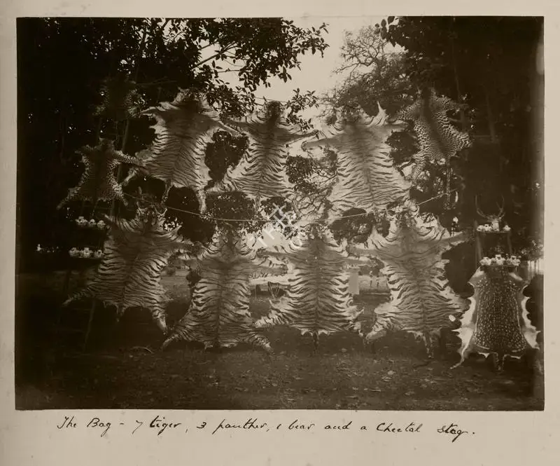 Hooper, Willoughby Wallace (Photographer). The bag- 7 tiger, 3 panther, 1 bear and a cheetal stag - Tiger Hunt. Albumen print pasted on mount, n.d. | Antiquarian Photograph | Photography | 00114962