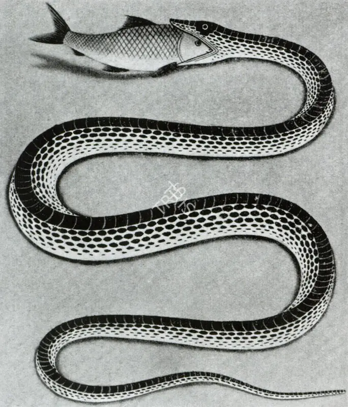 Unknown (Artist). Snake with Fish. c.1860 | Marg, December 2022 - March 2023 | Graphic Art | FineArts | 00675302