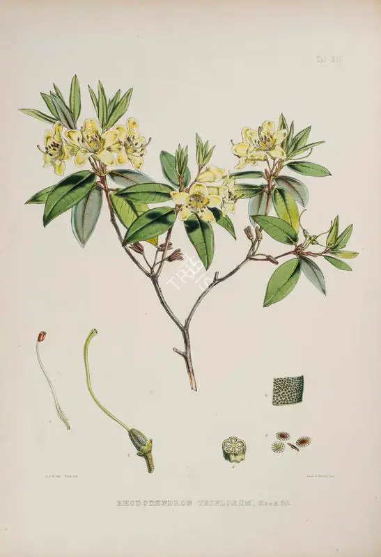 Fitch, Walter Hood (Lithographer). Rhododendron Triflorum, circa 1796 | Lithograph