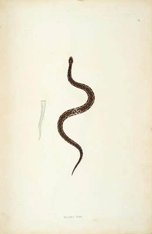 Skelton, William (Engraver). Horatta Pam, circa 1796 | Engraving