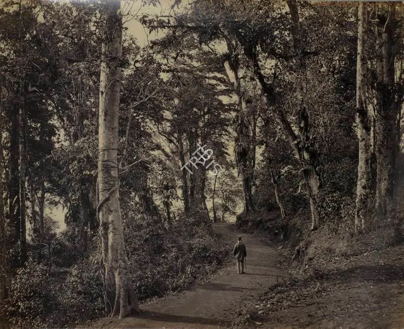 Bourne, Samuel (Photographer). A Pleasant wall near Ju Krai - Darjeeling. Albumen print, Mid 1860s | Antiquarian Photograph | Photography | 00116006
