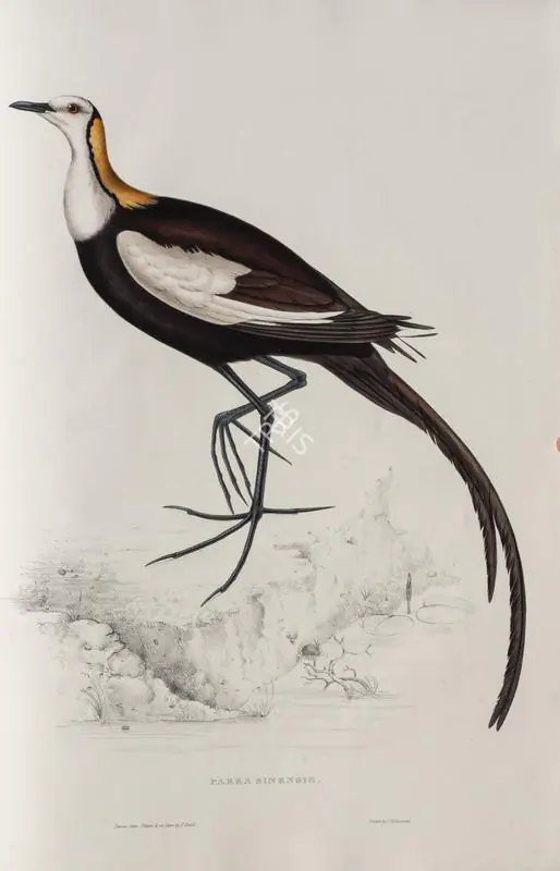 Gould, Elizabeth (Lithographer). Pheasant-tailed Jacana. Print on paper, circa 1832 | Lithograph, A Century of Birds from the Himalaya Mountains, 1832 | Continuum | 00156308