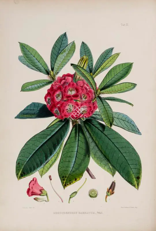 Fitch, Walter Hood (Lithographer). Rhododendron Barbatum, Wall, circa 1796 | Lithograph