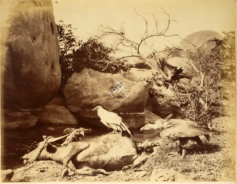 Hooper, Willoughby Wallace (Photographer). Tiger Hunt. Albumen print pasted on mount, c.1870 | Antiquarian Photograph | Photography | 00115079