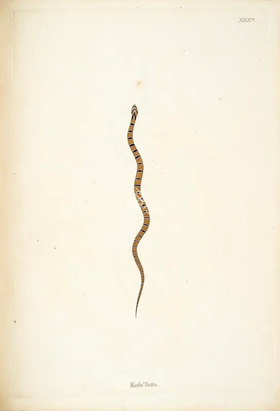 Skelton, William (Engraver). Katla Tutta. Print on paper, circa 1796 | Engraving, An Account of Indian Serpents, 1796 | Continuum | 00156401