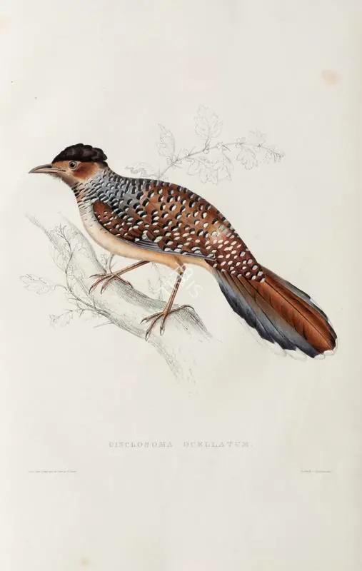 Gould, Elizabeth (Lithographer). Cinclosoma Ocellatum, circa 1832 | Lithograph