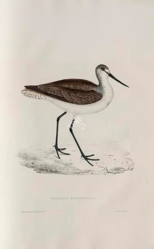 Gould, Elizabeth (Lithographer). Common Greenshank. Print on paper, circa 1832 | Lithograph, A Century of Birds from the Himalaya Mountains, 1832 | Continuum | 00156307