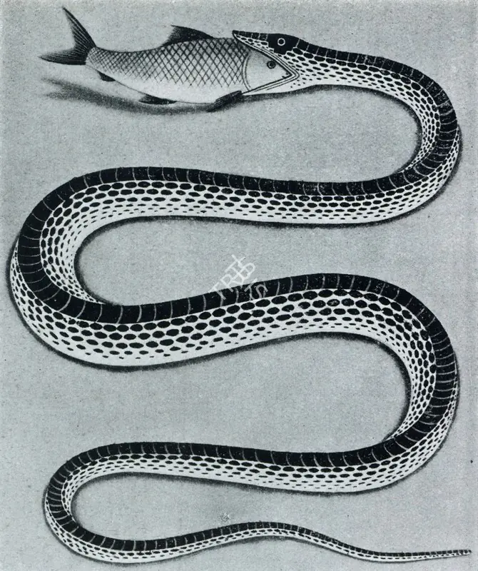 Unknown (Artist). Snake with Fish. c.1860 | Marg, July 1952 | Painting | FineArts | 00674702
