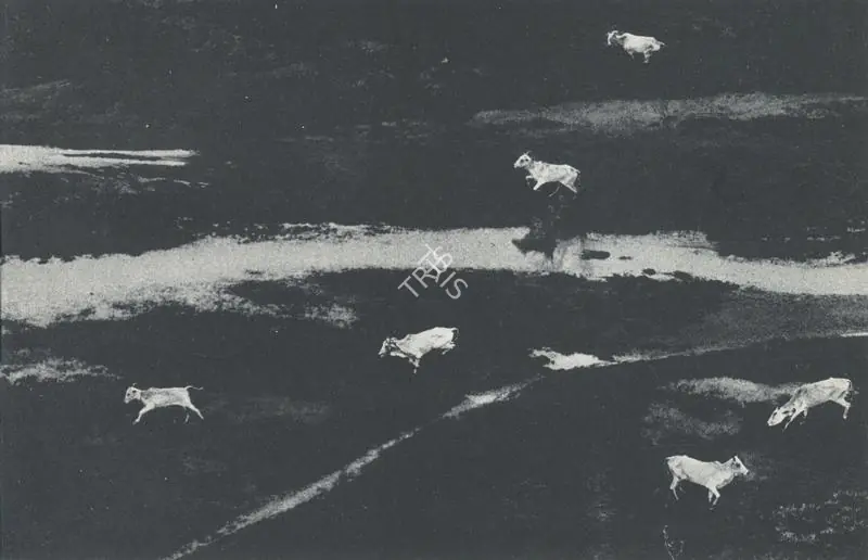 Rai, Raghu (Artist). Cows on the Run. n.d. | Art Heritage, 1981-1982 | Painting | FineArts | 00530381