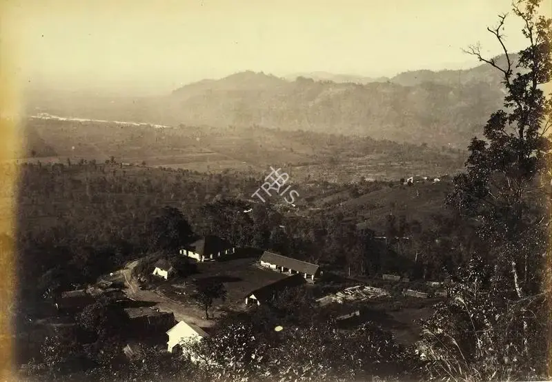 Attributed, Robert Phillips (Photographer). Tea Plantation. Albumen print pasted on mount, n.d. | Antiquarian Photograph | Photography | 00115734