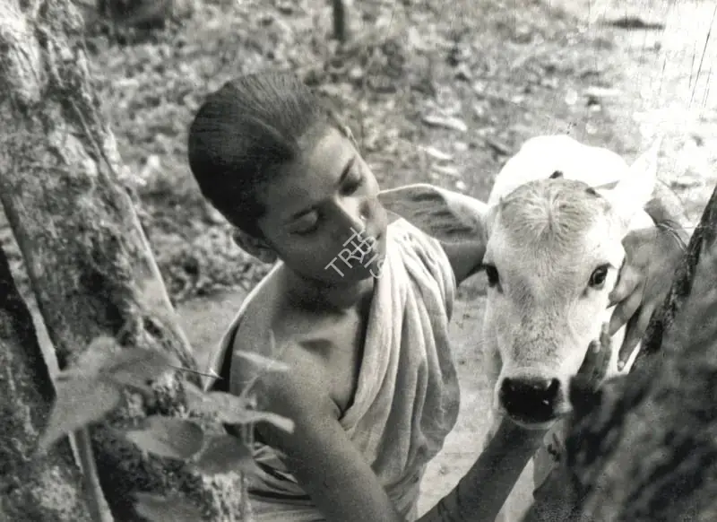 Mitra, Subrata (Cinematographer), Pather Panchali, 1955 | Photographic Still | CinemaEducation | 00891351
