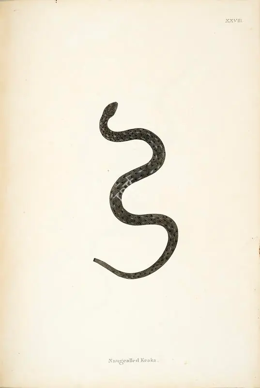 Skelton, William (Engraver). Naugealled Keaka. Print on paper, circa 1796 | Engraving, An Account of Indian Serpents, 1796 | Continuum | 00156394