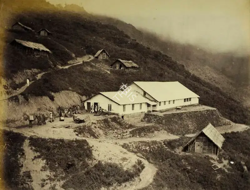 Attributed, Robert Phillips (Photographer). Tea Plantation. Albumen print pasted on mount, n.d. | Antiquarian Photograph | Photography | 00115733