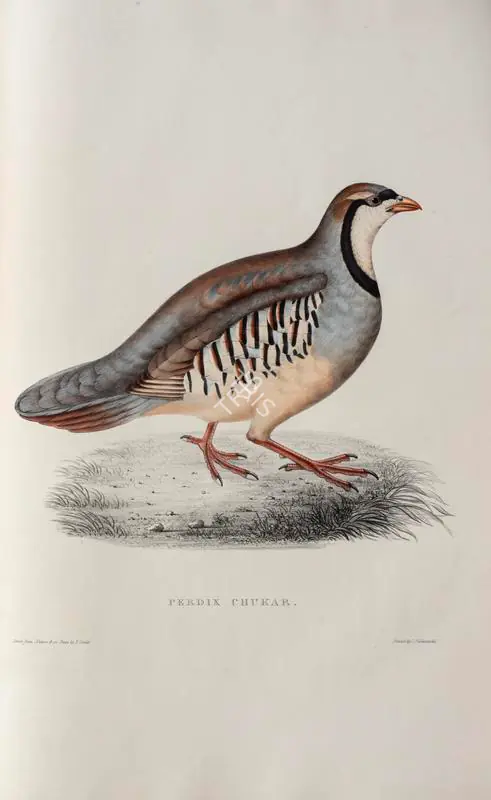 Gould, Elizabeth (Lithographer). Chukar Partridge. Print on paper, circa 1832 | Lithograph, A Century of Birds from the Himalaya Mountains, 1832 | Continuum | 00156302