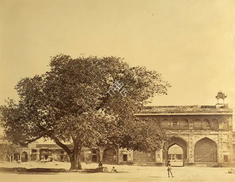 Beato, Felice (Photographer). Tree in the Palace under which 119 Europeans were murdered in June 1857, Lucknow - India after Mutiny. Albumen print hinged on thin paper, March-April 1858 | Antiquarian Photograph | Photography | 00116318