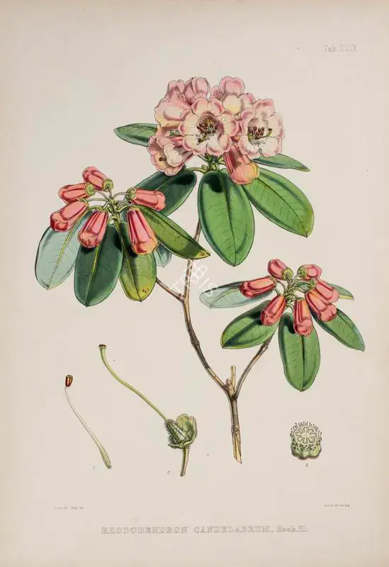 Fitch, Walter Hood (Lithographer). Rhododendron Candelabrum - Candelabra Rhododendron. Print on paper, circa 1796 | Lithograph, The Rhododendrons of Sikkim Himalaya, 1849 | Continuum | 00156366