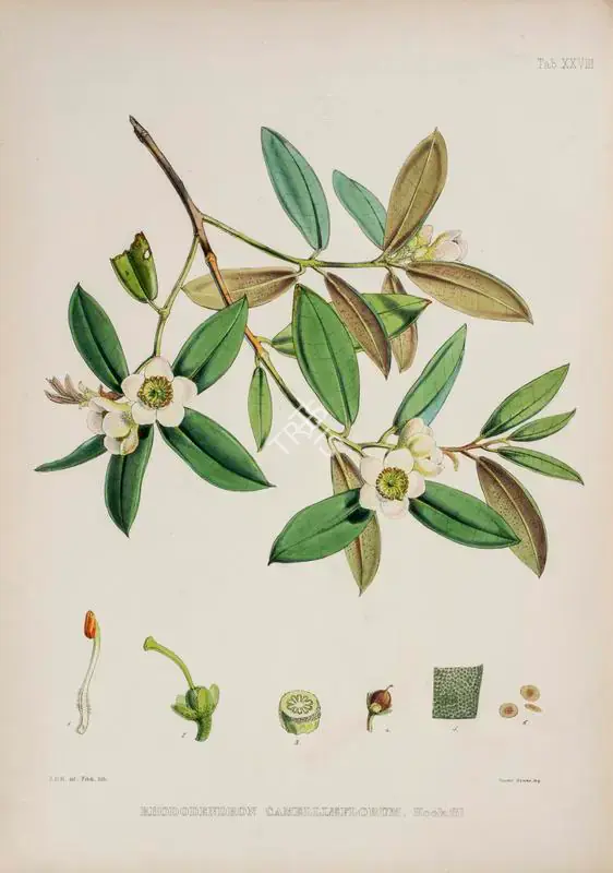 Fitch, Walter Hood (Lithographer). Camellia Rhododendron. Print on paper, circa 1796 | Lithograph, The Rhododendrons of Sikkim Himalaya, 1849 | Continuum | 00156365