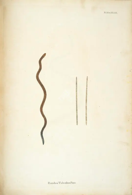 Skelton, William (Engraver). Rondoo Talooloo Pam. Print on paper, circa 1796 | Engraving, An Account of Indian Serpents, 1796 | Continuum | 00156407