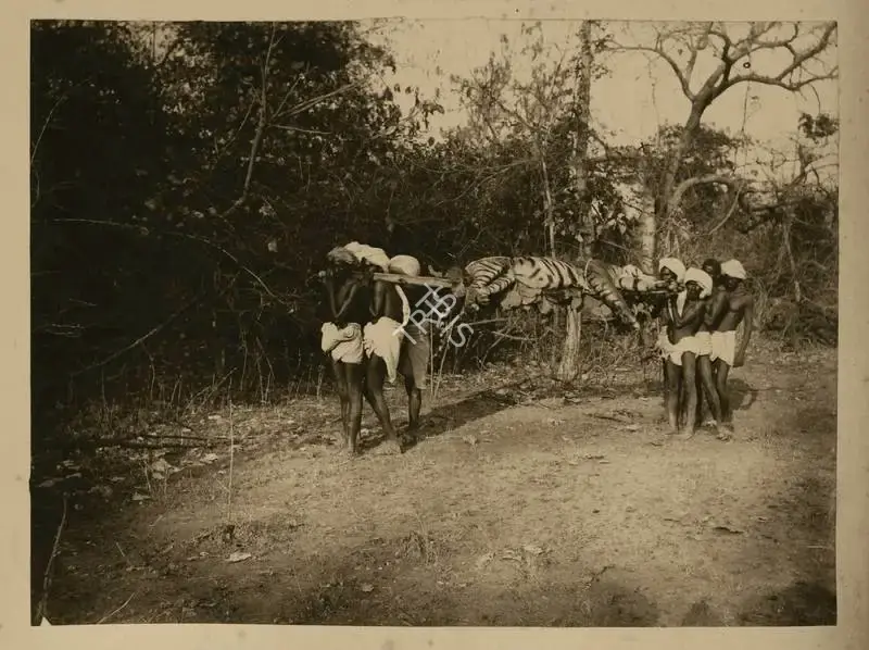 Hooper, Willoughby Wallace (Photographer). Tiger Hunt. Albumen print pasted on mount, n.d. | Antiquarian Photograph | Photography | 00114963