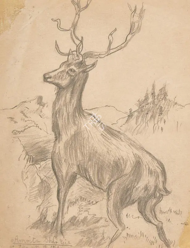 Sher-Gil, Amrita (Artist). A Drawing of a stag. Pencil on paper, 1923 | Drawing  | 00867236