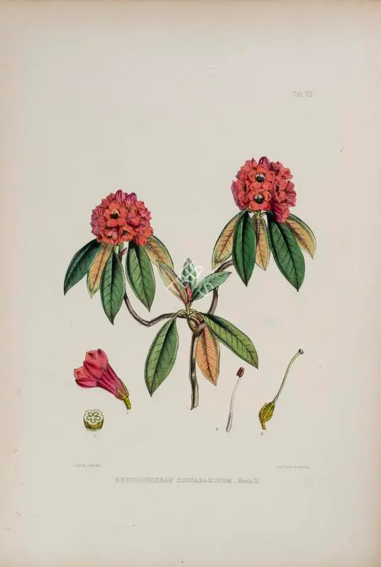 Fitch, Walter Hood (Lithographer). Rhododendron Cinnabarinum, circa 1796 | Lithograph