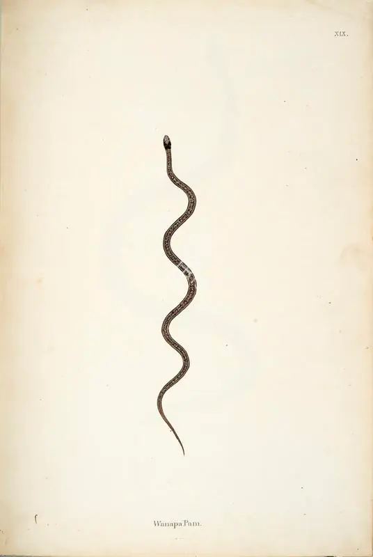 Skelton, William (Engraver). Wanapa Pam, circa 1796 | Engraving