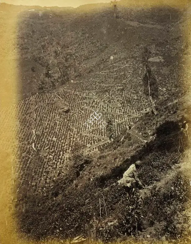 Attributed, Robert Phillips (Photographer). Plantation Workers. Albumen print pasted on mount, n.d. | Antiquarian Photograph | Photography | 00115732