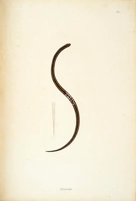 Skelton, William (Engraver). Hurriah. Print on paper, circa 1796 | Engraving, An Account of Indian Serpents, 1796 | Continuum | 00156406