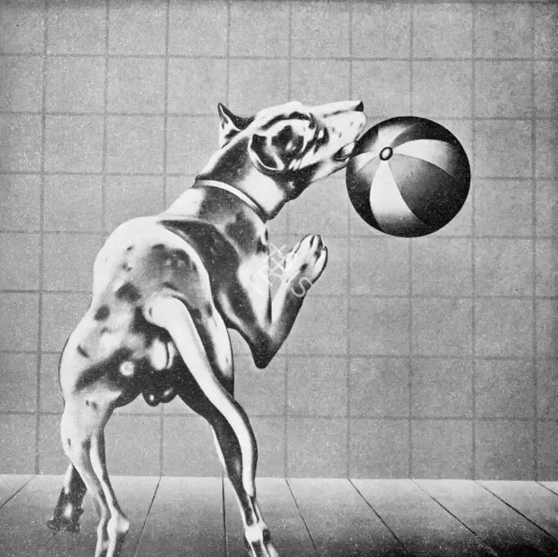 Nagel, Peter (Artist). The Spotted Dog, 1968 | Painting