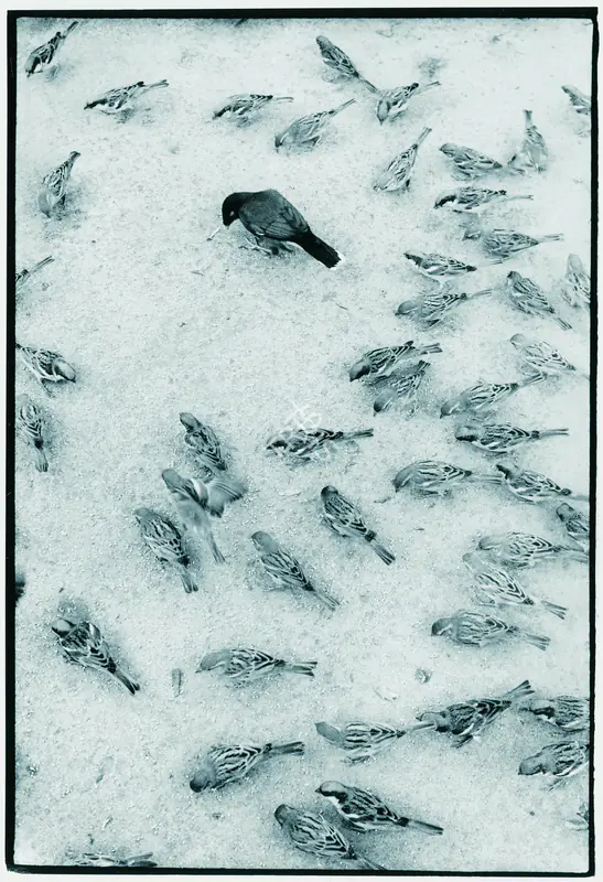 Rai, Raghu (Photographer). Mainah And Sparrows. Ilford-Multigrade RC– Pearl Warmtone, 1970 | Contemporary Photograph | Photography | 00114928