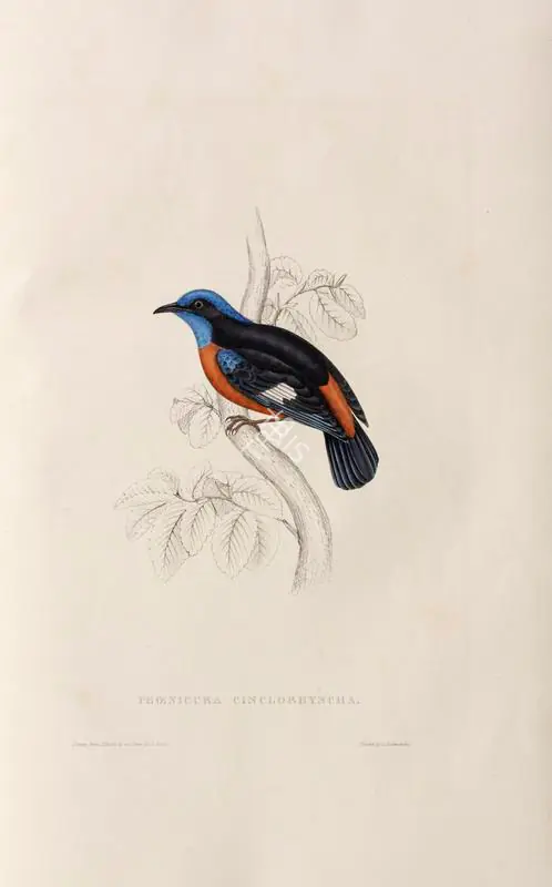 Gould, Elizabeth (Lithographer). Petrocincla Cinclorhyncha, circa 1832 | Lithograph
