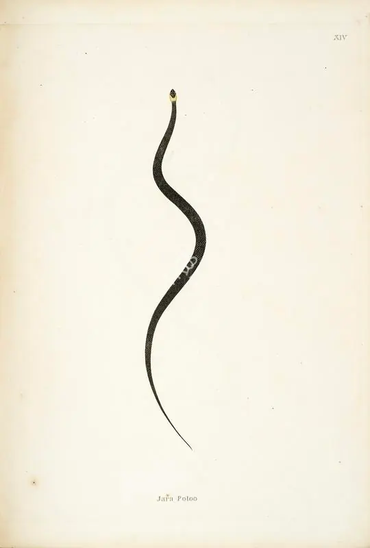 Skelton, William (Engraver). Jara Potoo, circa 1796 | Engraving
