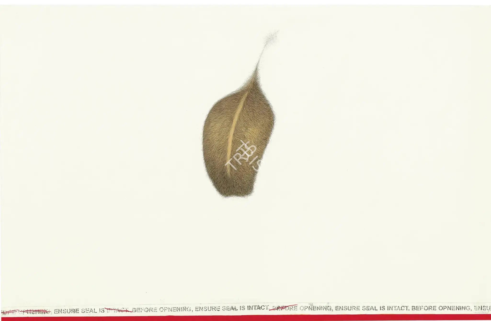 Zeeshan, Muhammed (Artist). Untitled (Directions), 2007 | Painting