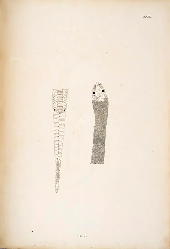 Skelton, William (Engraver). Bora. Print on paper, circa 1796 | Engraving, An Account of Indian Serpents, 1796 | Continuum | 00156405