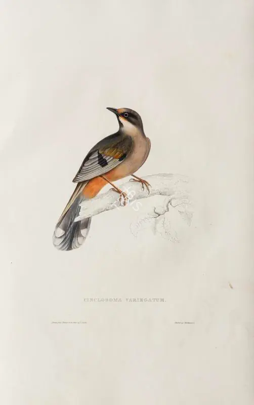 Gould, Elizabeth (Lithographer). Cinclosoma Variegatum, circa 1832 | Lithograph