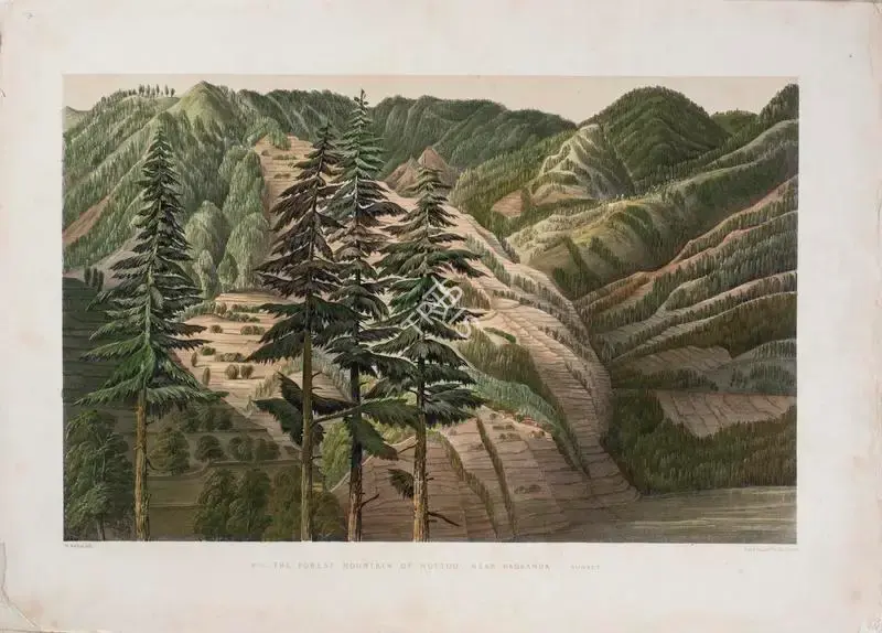Walton, W.L. (Lithographer). The Forest of Huttoo, near Nagkanda - Sunset, circa 1852 | Lithograph