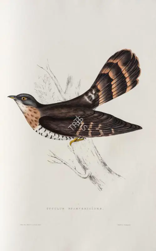 Gould, Elizabeth (Lithographer). Large Hawk-Cuckoo. Print on paper, circa 1832 | Lithograph, A Century of Birds from the Himalaya Mountains, 1832 | Continuum | 00156284