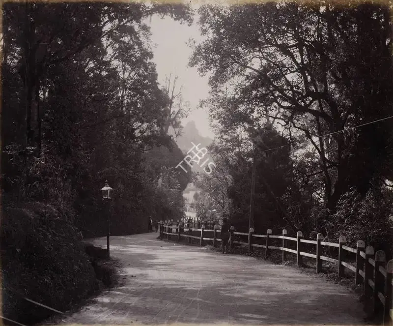 Unknown (Photographer). The Mall looking towards Woodlands. - Darjiling (Darjeeling) - From the album 'India Ceylon and Egypt 1901-1902'. Albumen Print pasted on mount, 1901-1902 | Antiquarian Photograph | Photography | 00115514