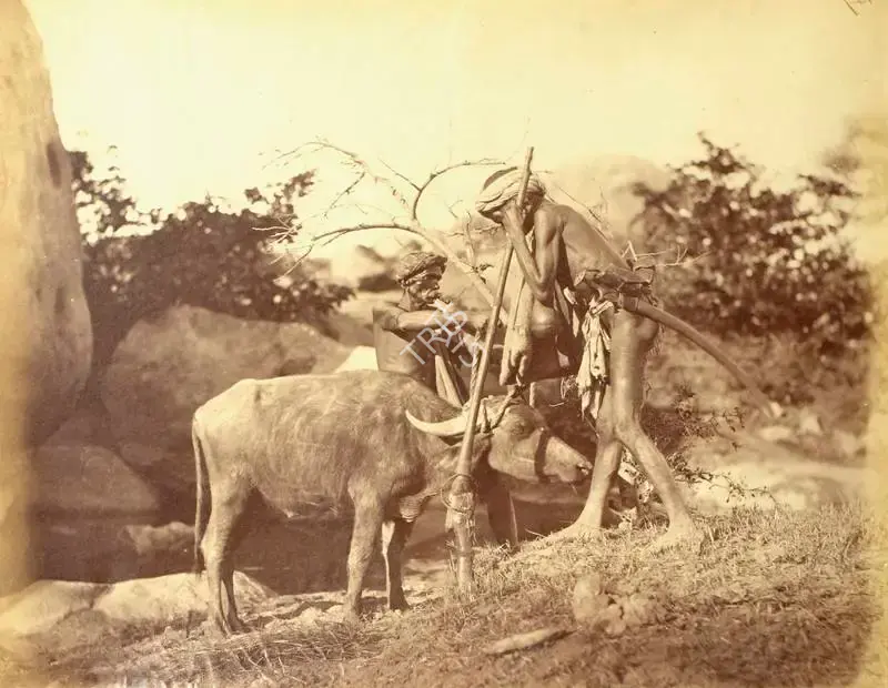 Hooper, Willoughby Wallace (Photographer). Tiger Hunt. Albumen print, n.d. | Antiquarian Photograph | Photography | 00115636