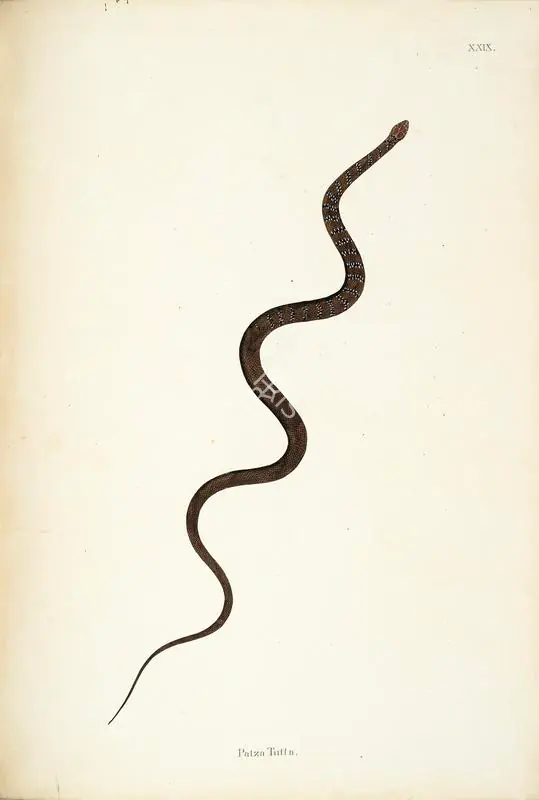 Skelton, William (Engraver). Patza Tutta. Print on paper, circa 1796 | Engraving, An Account of Indian Serpents, 1796 | Continuum | 00156395