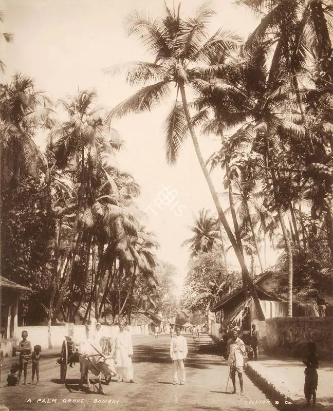 Studio Clifton & Co. (Photographic Studio). A Palm Grove Bombay - From the album "L.G. to L.R.' by Clifton and Co.. Calotype print pasted on mount, 1900 | Antiquarian Photograph | Photography | 00115247