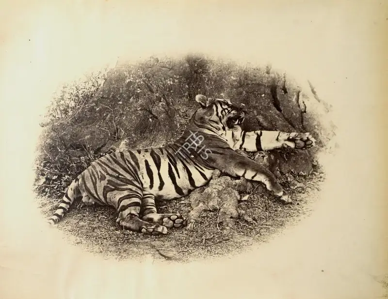Hooper, Willoughby Wallace (Photographer). Tiger Hunt. Albumen print pasted on thick mount, n.d. | Antiquarian Photograph | Photography | 00115638