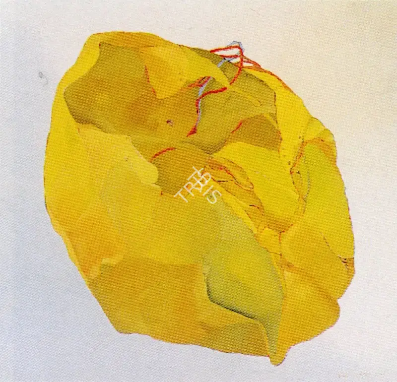 Prakash, Surya (Artist). Untitled. Oil on canvas, 1974 | Painting | FineArts | 00373987