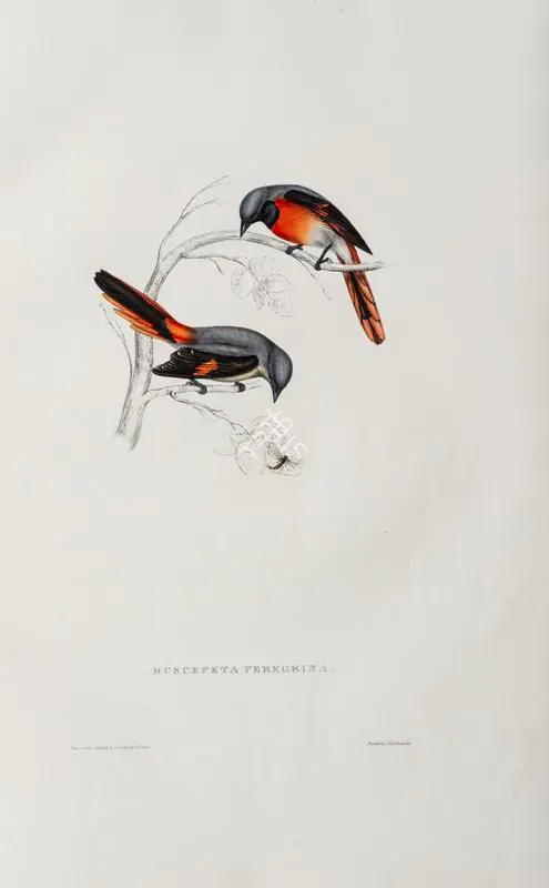 Gould, Elizabeth (Lithographer). Phenicornis Peregrina, circa 1832 | Lithograph