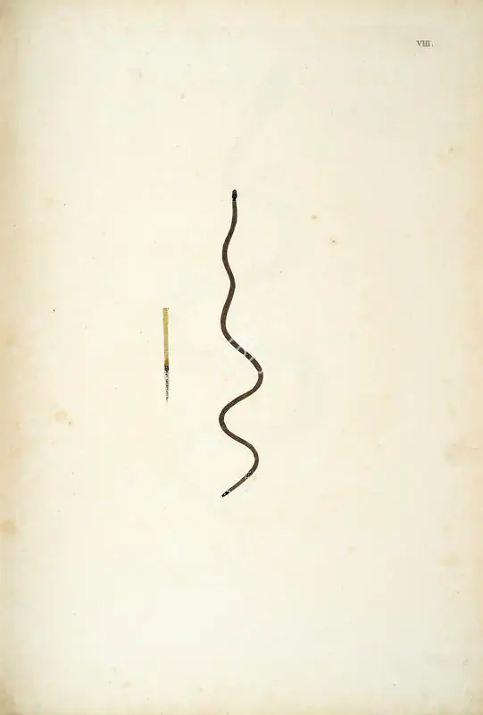 Skelton, William (Engraver). Untitled, circa 1796 | Engraving