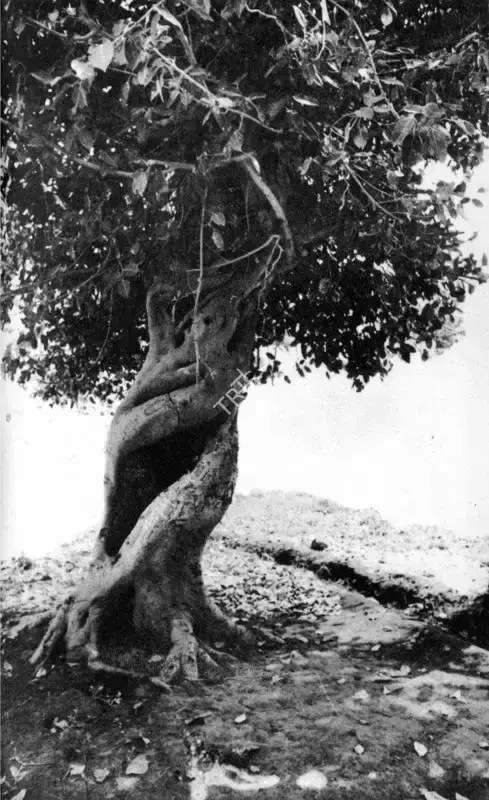 Bhatt, Jyoti (Photographer). Untitled. | Contemporary Photograph, Art Heritage 5, 1985-1986 | FineArts | 00529911