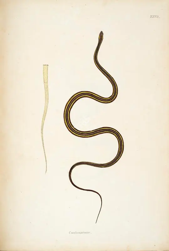 Skelton, William (Engraver). Condanarouse. Print on paper, circa 1796 | Engraving, An Account of Indian Serpents, 1796 | Continuum | 00156393